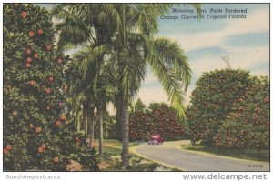 Motoring Thru Palm Bordered Orange Groves In Tropical Florida 1960