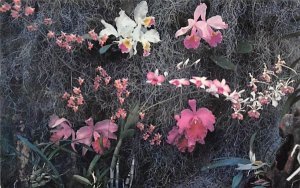 Orchid Tableau, seen at Weeki Wachee Orchid Gardens Weeki Wachee Springs, Flo...