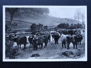 Scotland Glencoe Highland Cattle ROVERS OF THE GLEN - Old RP Postcard by White