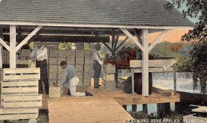 Florida Packing Pineapples Shipping Fruit Vintage Postcard AA90200