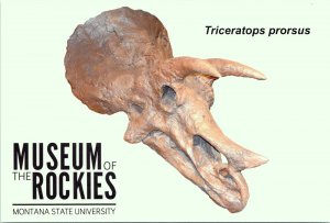 Triceratops Prorsus skull Museum of Rockies Bozeman Montana POSTCARD