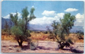 Postcard - Smoke Trees On The Desert - California