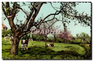 Normandy Modern Postcard the spring (cows)