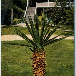 c1900s UDB Palm Florida Plant Tree Unposted Souvenir Litho Postcard Germany A204