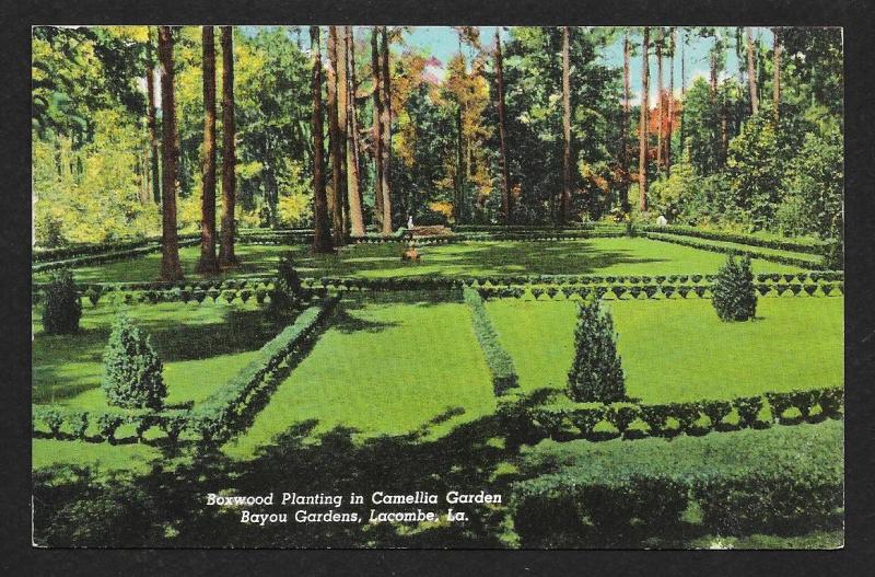 Boxwood Planting Camellia Garden Bayou Gardens Lacombe Louisiana Unused c1950