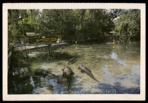 Gator Lagoon - Homosassa Springs Nature World