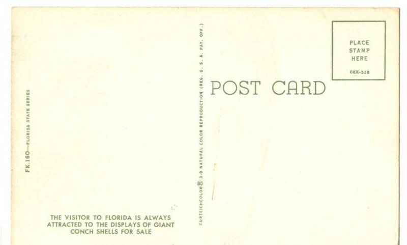 Sea Shells for Sale, Florida, 1960s unused Postcard 