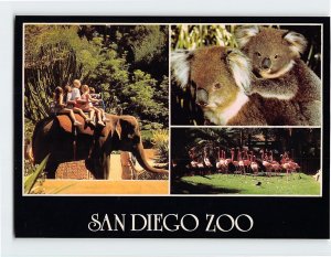 Postcard San Diego Zoo, San Diego, California