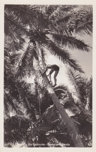 Hawaii Young Native Climbing For Coconuts Real Photo