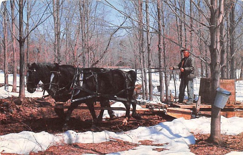 Maple Sugar Time in Vermont Photographer Frank. L Forward 1988 