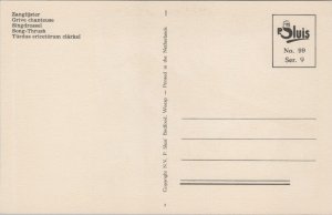 Birds Song-Thrush Animals Vintage Postcard B149