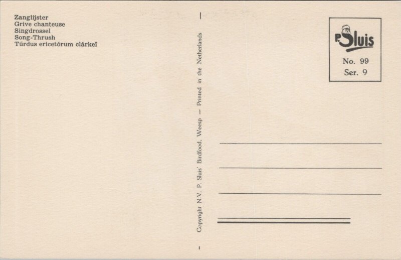 Birds Song-Thrush Animals Vintage Postcard B149