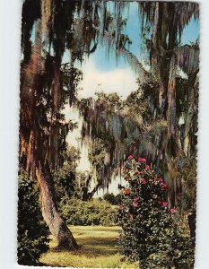 Postcard Live Oaks And Camellias, Louisiana