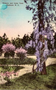 North Carolina Pinehurst Wisteria and Judas Trees Handcolored Albertype