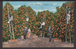 Picking Oranges in Florida - pm1937 ~ Linen
