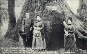 Big Tree Gen'l Fremont - Santa Cruz, CA