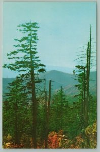 North Carolina~Smokey Mountain National Park~Clingmans Dome~Morning Scene~c1950 