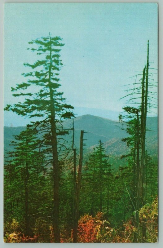 North Carolina~Smokey Mountain National Park~Clingmans Dome~Morning Scene~c1950 