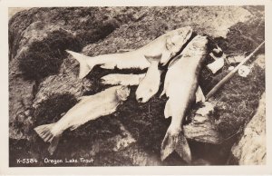 Oregon Lake Trout Real Photo