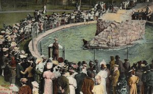 Vintage Postcard 1912 Seal Pond at the Zoo Crowd Buffalo New York Buffalo News