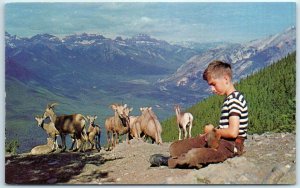 M-1637 A Boy And His Friends At The Top Of Sulphur Mountain Alberta Canada