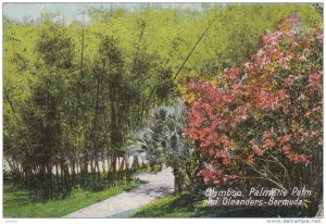 BERMUDA, 1900-1910´s; Bamboo, Palmette Palm And Oleanders