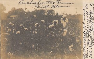 Real Photo, RPPC, c.'09, Cotton Crop in Bloom, Pochahontas TN, Msg, Old Postcard