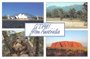 lot233   g day from australia coala bear