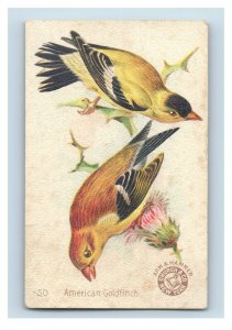 1880s-90s  Arm & Hammer Beautiful Birds Series Purple Gallinule Lot Of 3 P222