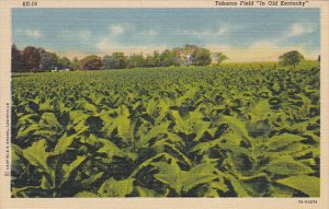 A Southern Tobacco Field In Old Kentucky Curteich