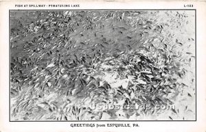 Fish at Spillway, Pymatuning Lake - Espyville, Pennsylvania PA Postcard