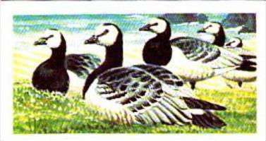 Brooke Bond Tea Trade Card Wild Birds In Britain No 40 Barnacle Goose