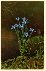 Flowers -   Small Gentian                            (Thor & Gyger #2726)