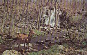 Deer Buck At A Cool Stream In Maine