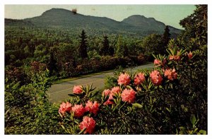 Postcard ROAD SCENE Linville North Carolina NC AP1143