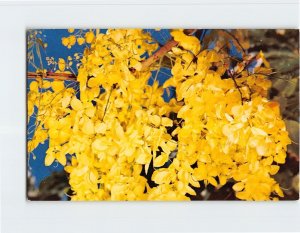 Postcard Golden Shower Tree, Hawaii