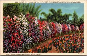 Lake Eola Park Orlando Florida Hedge Sweet Peas c1935 Vintage Postcard Y01