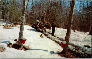 Gathering Maple Sugar in Vermont Chrome Y14