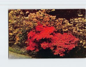 Postcard Azaleas, Oregon