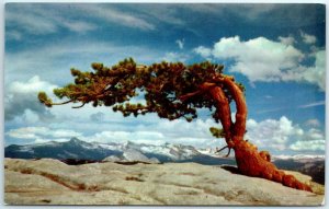 M-29325 Jeffrey Pine Sentinel Dome Yosemite National Park California