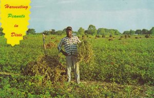 Peanut Harvest in Dixie - Harvesting Peanuts