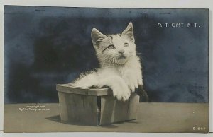 RPPC Kitten A TIGHT FIT Kitty in a Berry Basket Real Photo 1906 Postcard K19