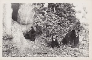 Oregon Crater Lake National Park Mother Bear and Cubs Real Photo