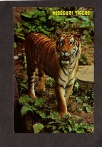 MO University of Missouri Mascot Athletic Symbol Tigers Columbia Postcard