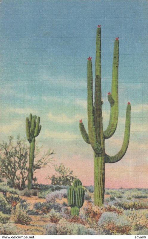 Giant Sahuaro , Bisnaga & Palo Verde , 1930-40s