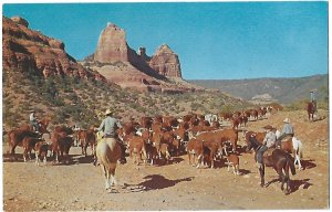 Cattle Drive on Schnebly Hill Sedona Arizona