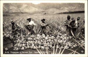 Hawaii HI Pineapple Field Workers Black Americana Real Photo Postcard