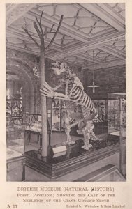 British Museum Dinosaur Skeleton Giant Ground Sloth Postcard