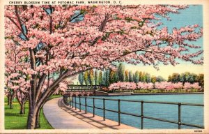 Washington D C Potomac Park Cherry Blossom Time