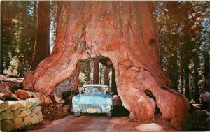 1956 Wawona Big Tree Drive Through Chevrolet Yosemite California Ball 340